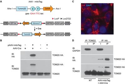 Mitochondrial Proteome of Affected Glutamatergic Neurons in a Mouse Model of Leigh Syndrome